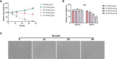 Myricetin Suppresses Ovarian Cancer In Vitro by Activating the p38/Sapla Signaling Pathway and Suppressing Intracellular Oxidative Stress